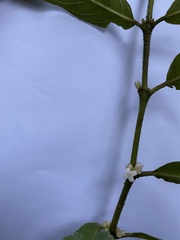 Lasianthus chlorocarpus
