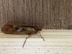 Limnephilus rhombicus