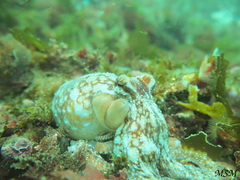 Enteroctopus megalocyathus