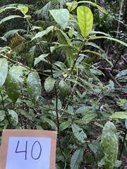 Lasianthus chlorocarpus