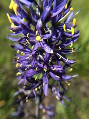 Camassia quamash quamash
