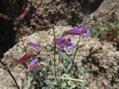 Penstemon caesius