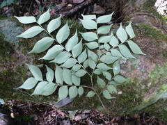 Dicranolepis