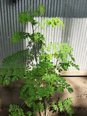 Moringa oleifera