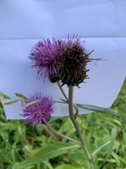 Cirsium heterophyllum