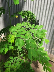 Moringa oleifera