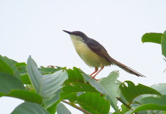 Prinia socialis