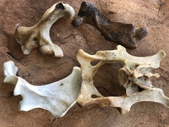 Tachyglossus aculeatus