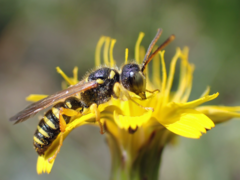 Cerceris ruficornis