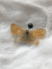 Coenonympha amaryllis
