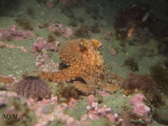 Enteroctopus megalocyathus