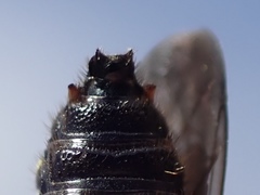Cerceris ruficornis