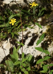Hypericum montanum