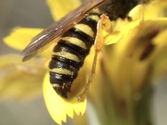 Cerceris ruficornis