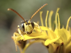 Cerceris ruficornis