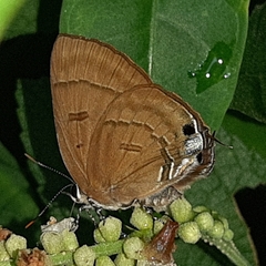 Rapala pheretima sequeira