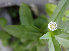 Eclipta prostrata