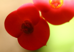 Euphorbia milii