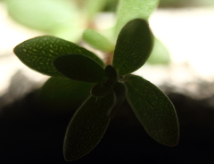 Magnoliopsida