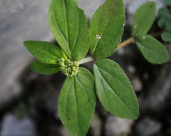 Euphorbia hirta