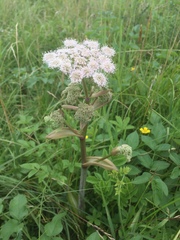 Angelica archangelica