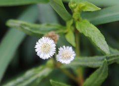 Eclipta prostrata