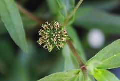 Eclipta prostrata