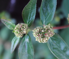 Euphorbia hirta