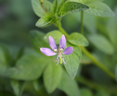 Cleome rutidosperma