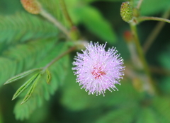 Mimosa pudica