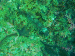 Decapodiformes