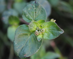 Magnoliopsida