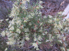 Hakea lissocarpha