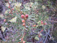 Hakea lissocarpha
