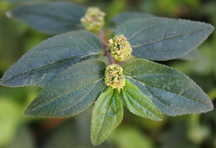 Euphorbia hirta
