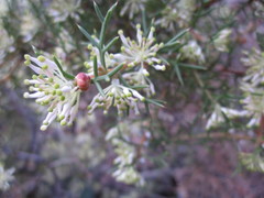 Hakea lissocarpha
