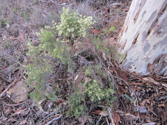 Hakea lissocarpha