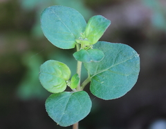 Magnoliopsida