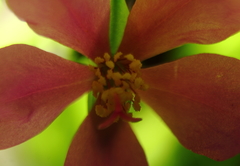 Talinum fruticosum
