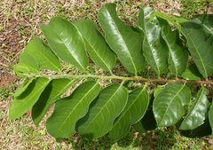 Margaritaria discoidea