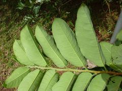 Margaritaria discoidea