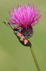 Cirsium pannonicum