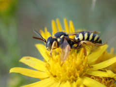 Nomada flavopicta
