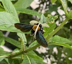 Xylocopa flavonigrescens