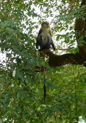 Cercopithecus campbelli