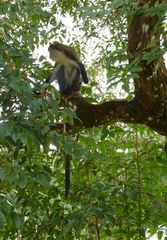 Cercopithecus campbelli