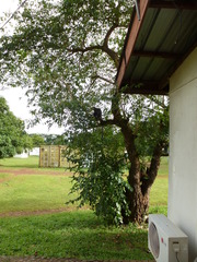 Cercopithecus campbelli