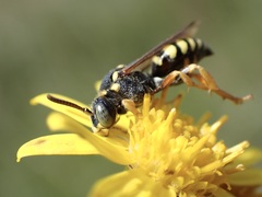 Nomada flavopicta