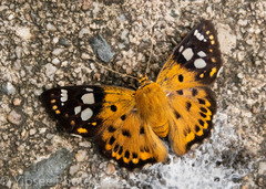 Coladenia indrani