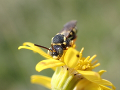 Nomada flavopicta